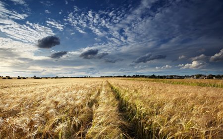 Поля пшеницы в Ленинградской области