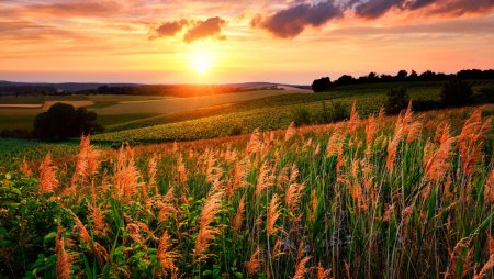 Красивое поле