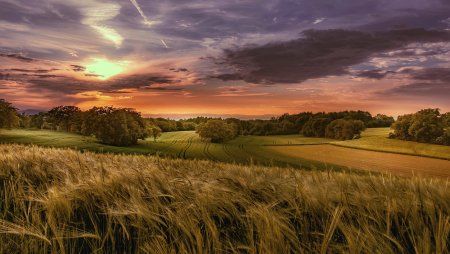 Красивое поле