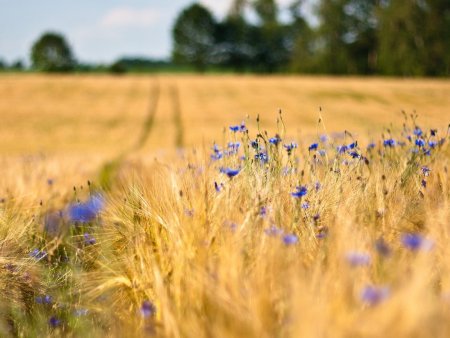 Васильки в поле