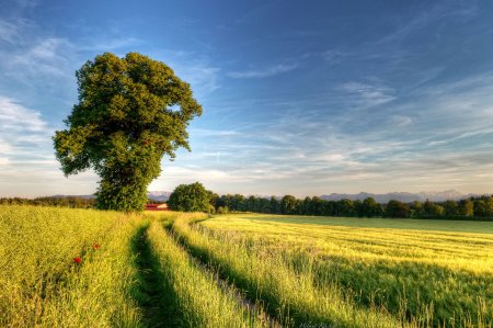 Дерево в поле