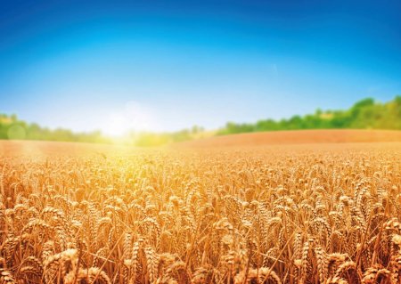 Пшеничное поле