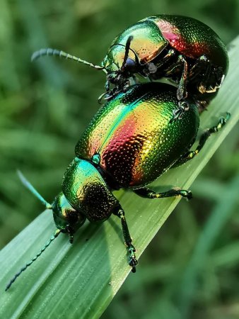 Жук Листоед Радужный