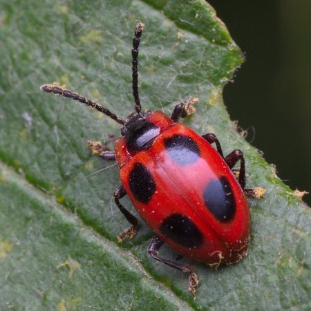 Жук плеснеед