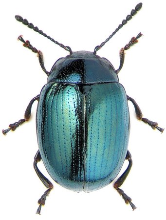 Майский Жук Листоед