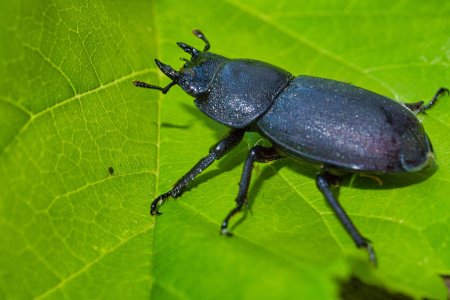 Жук Лептура четырехполосая