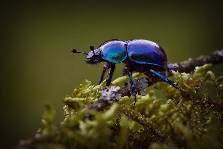 Жук Листоед макрофотография