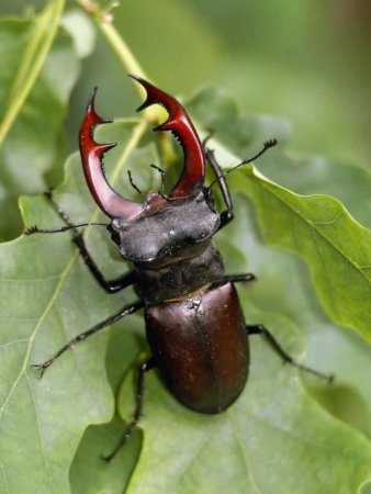 Жук Lucanus Cervus