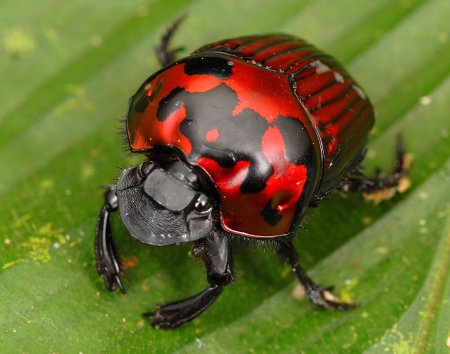 Жесткокрылые Божья коровка