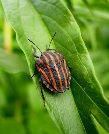 Жук ольхоед