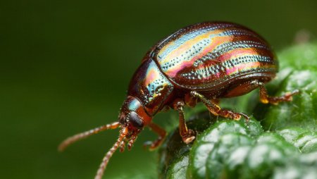 Жесткокрылые жуки