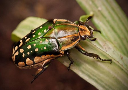 Жук бронзовка Африканская