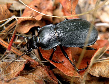 Жук кладовочник