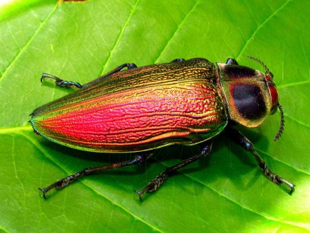 Узкотелая Златка двупятнистая