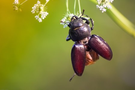 Жук Пальметто