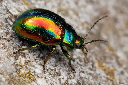 Жук Листоед Радужный