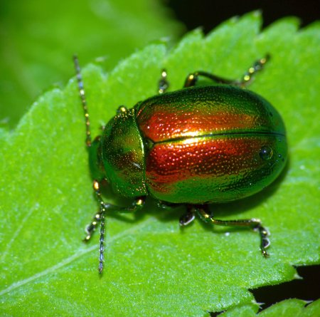 Жук Листоед травяной