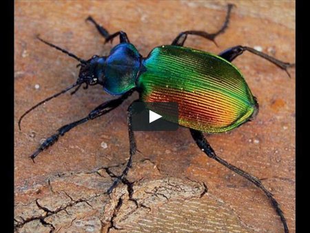 Жук пахучий красотел