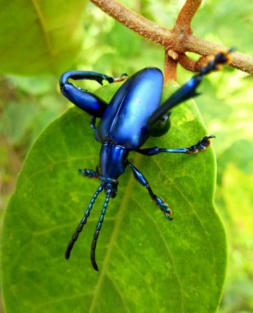 Представители жесткокрылых Жуков