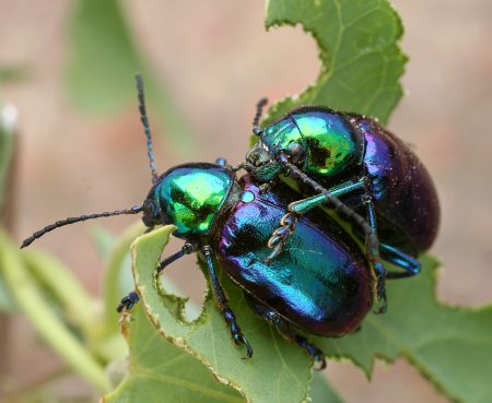 Изумрудный Жук Листоед
