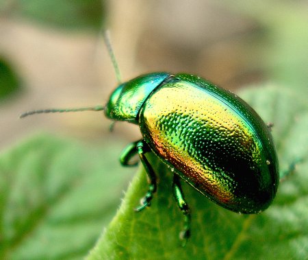 Жуки-Листоед Астраханский заповедник