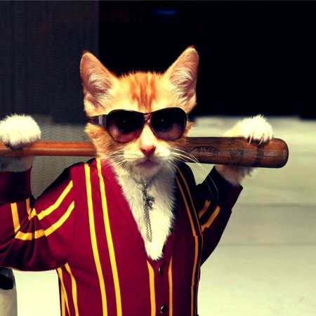 Блатной кот