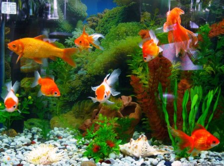Рыбки для аквариума