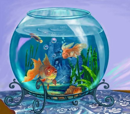 Рыбки для аквариума