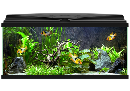 Рыбки для аквариума