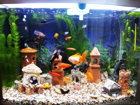 Красивые рыбки в аквариуме