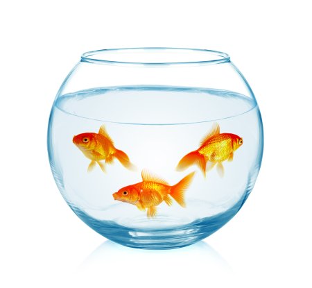 Рыбки для аквариума