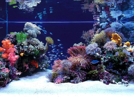 Морской фон для аквариума