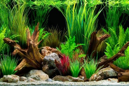 Аквариумный фон Барбус
