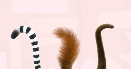 Длинный хвост животного