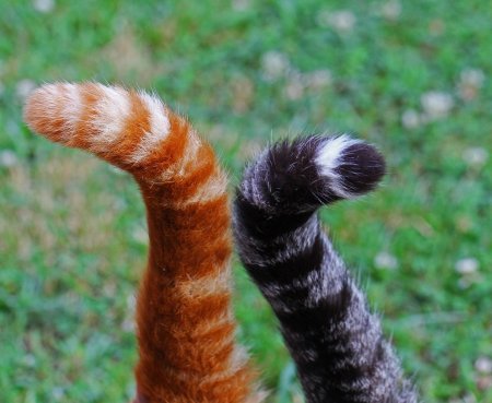 Хвост кошки