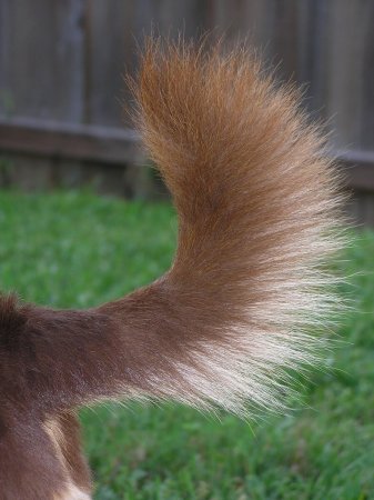 Пушистый хвостик