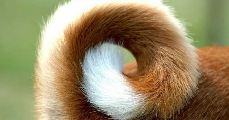 Собака с пушистым хвостом