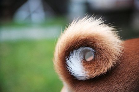 Хвост собаки