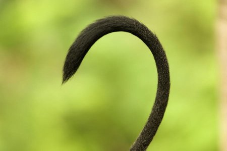 Обезьянка с хвостиком