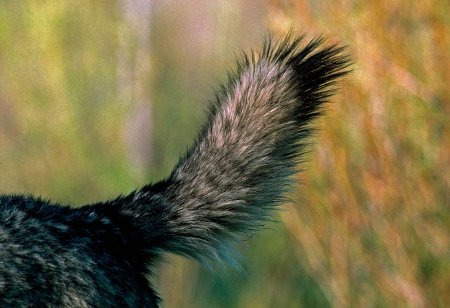 Хвостик волка