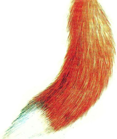 Хвост лисы на белом фоне