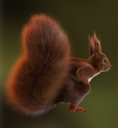 Белочка кудяблики