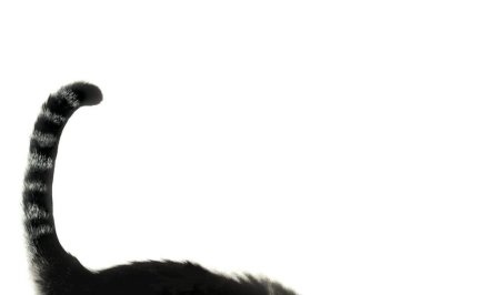 Кот с хвостом