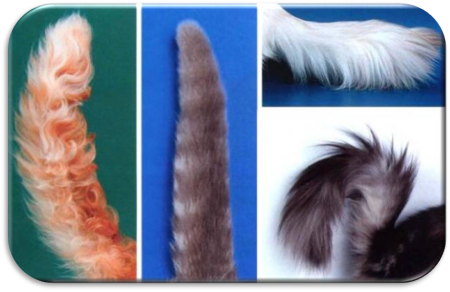Хвосты разных животных