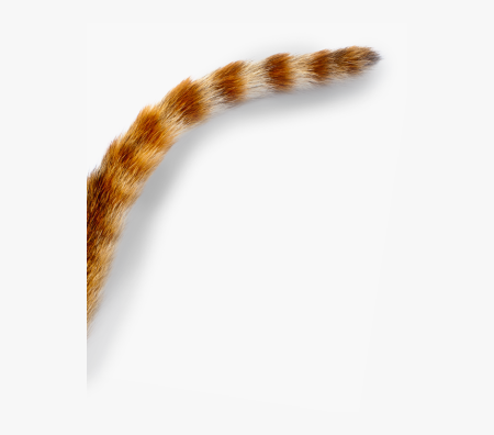 Рыжий кошачий хвост