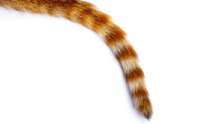 Кошачий хвост