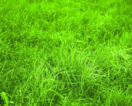 Газон Schatten gras