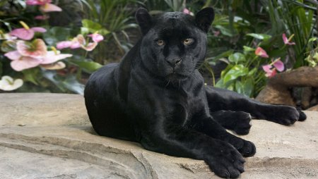 Черная пантера Ягуар меланист