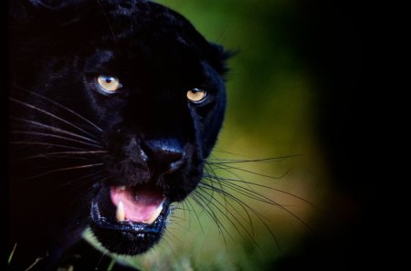 Пантера в 4 r