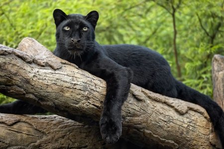 Черная Пума Багира